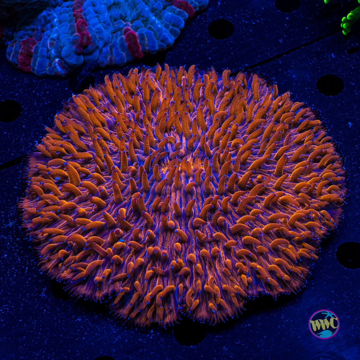 Molten Mandarin Plate - Actinic Photo