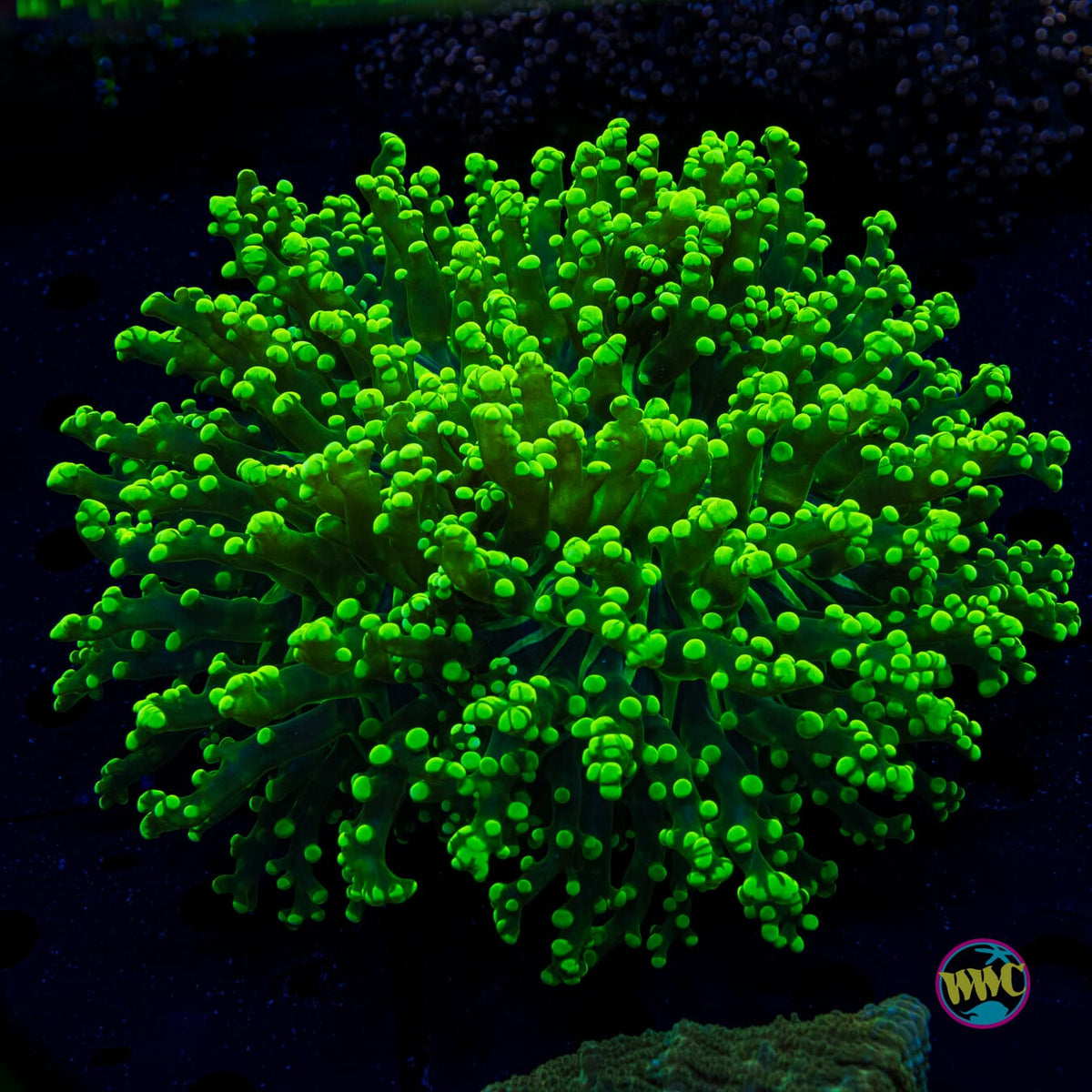 Nuclear Burst Frogspawn - Actinic Photo