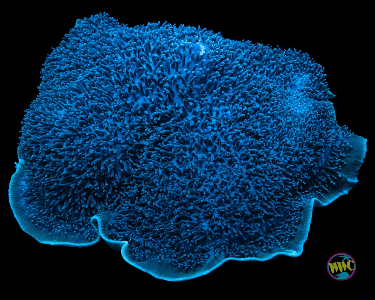 Blue Elephant Ear Mushroom - Actinic Photo