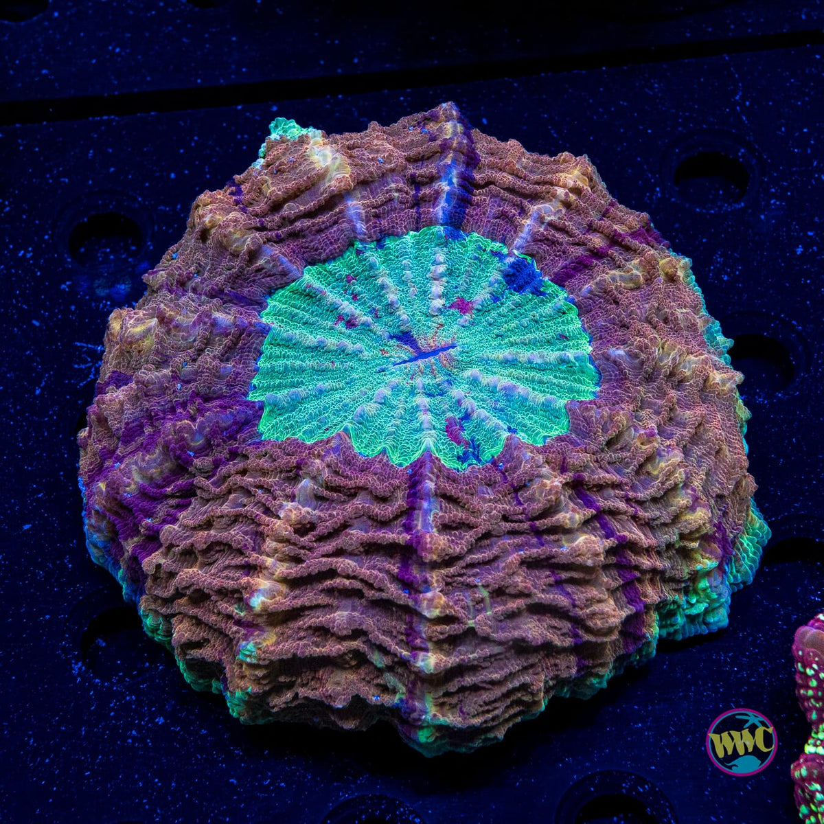 Treasure Trove Acanthophyllia - Actinic Photo