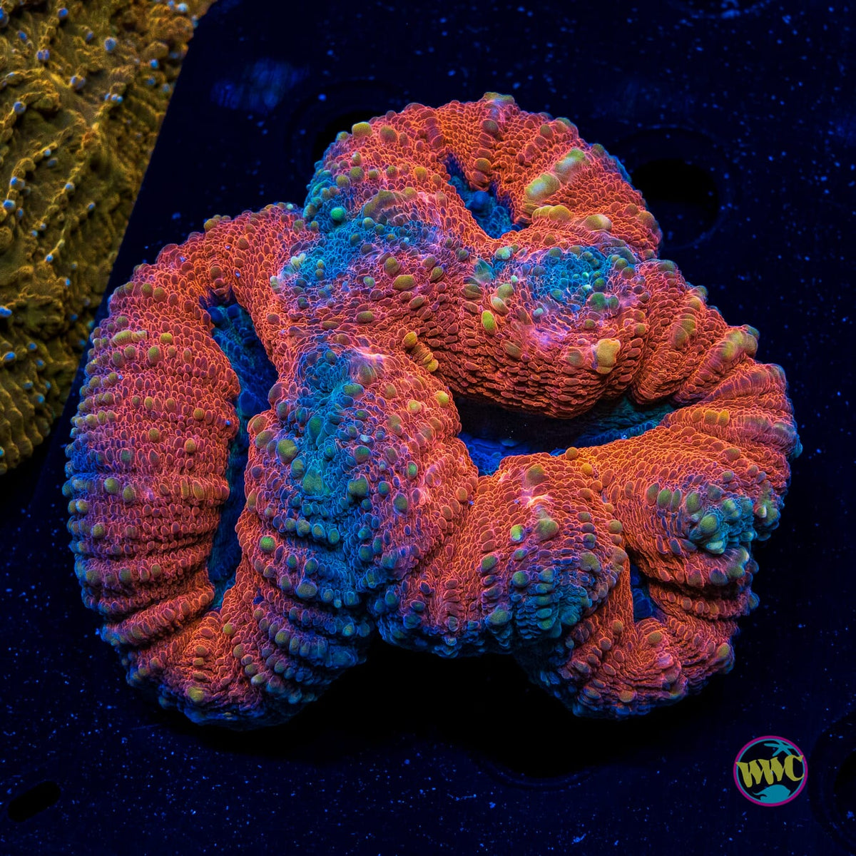 Tropicana Lobophyllia - Actinic Photo