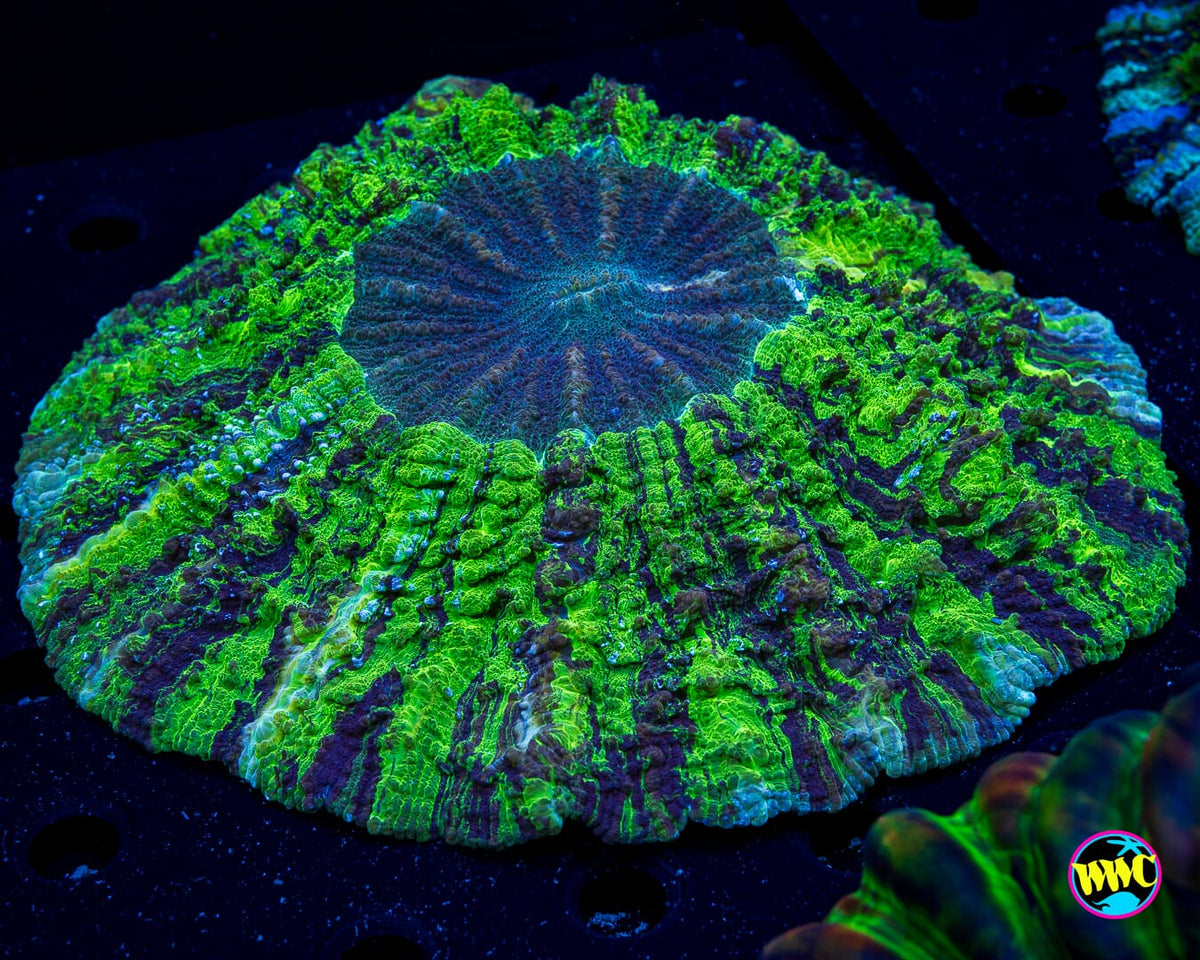 Swamp Monster Acanthophyllia - Actinic Photo
