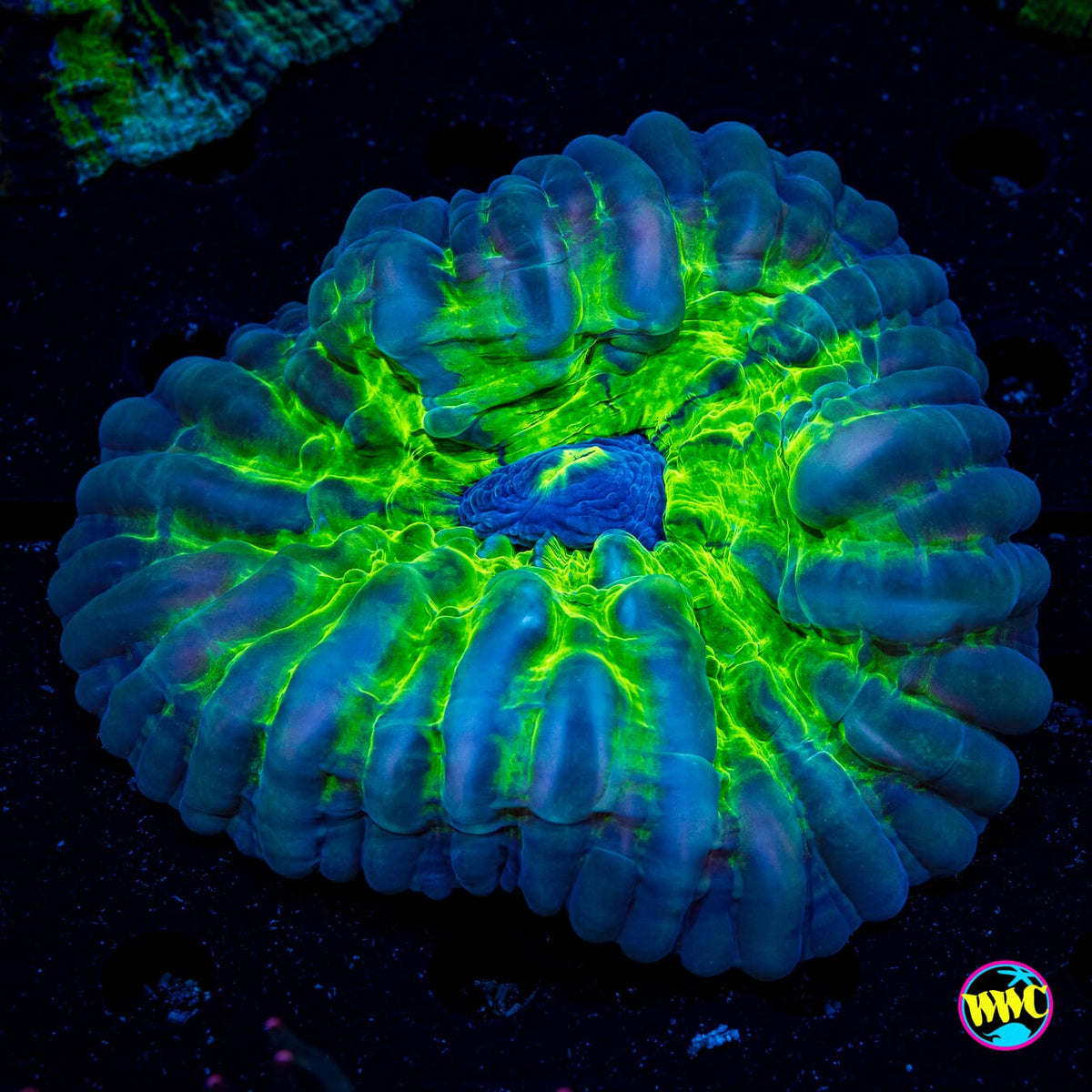 Acid Drop Cynarina - Actinic Photo