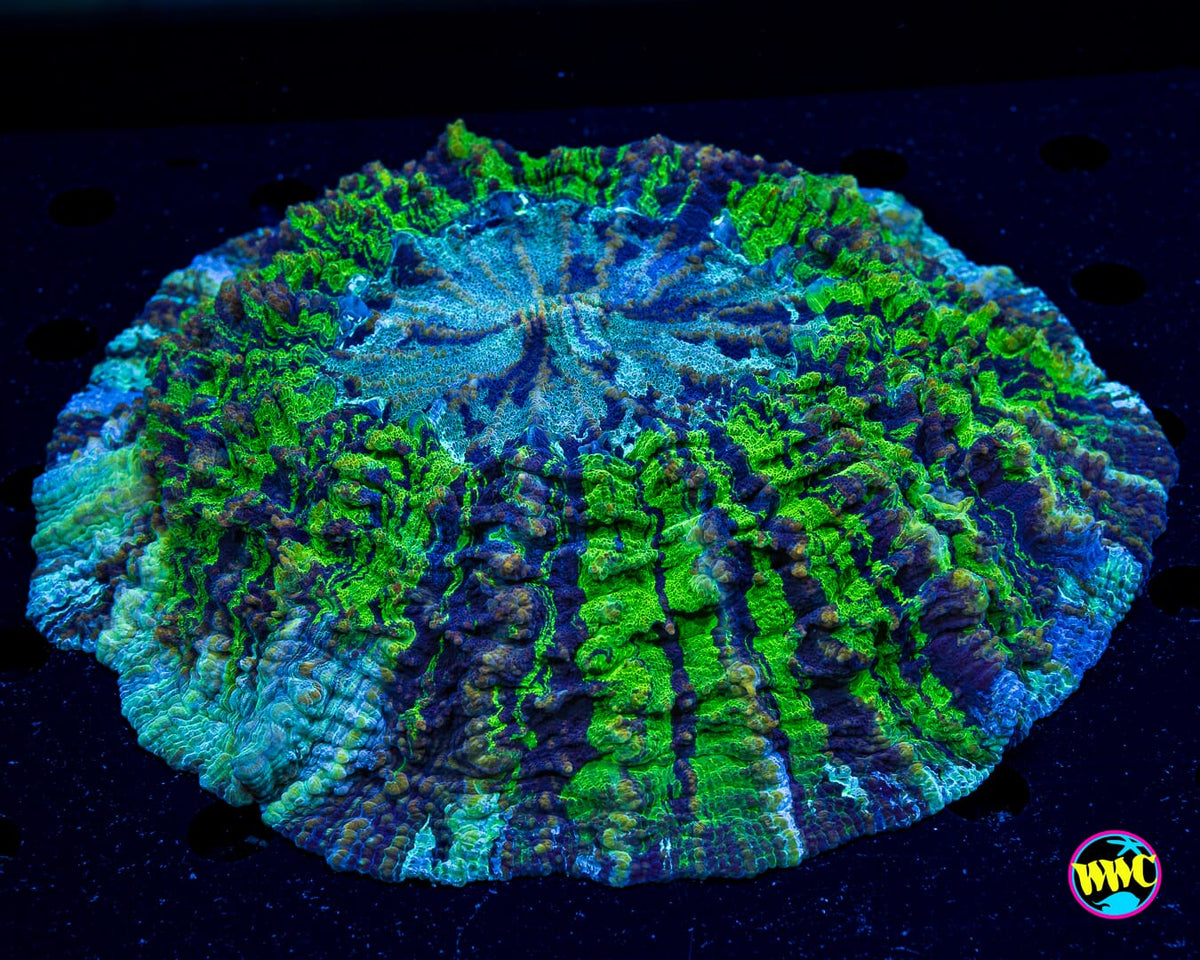 Forest Queen Acanthophyllia - Actinic Photo