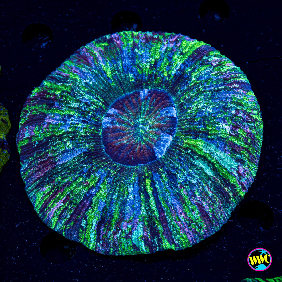 Lavender Explosion Trachyphyllia - Actinic Photo