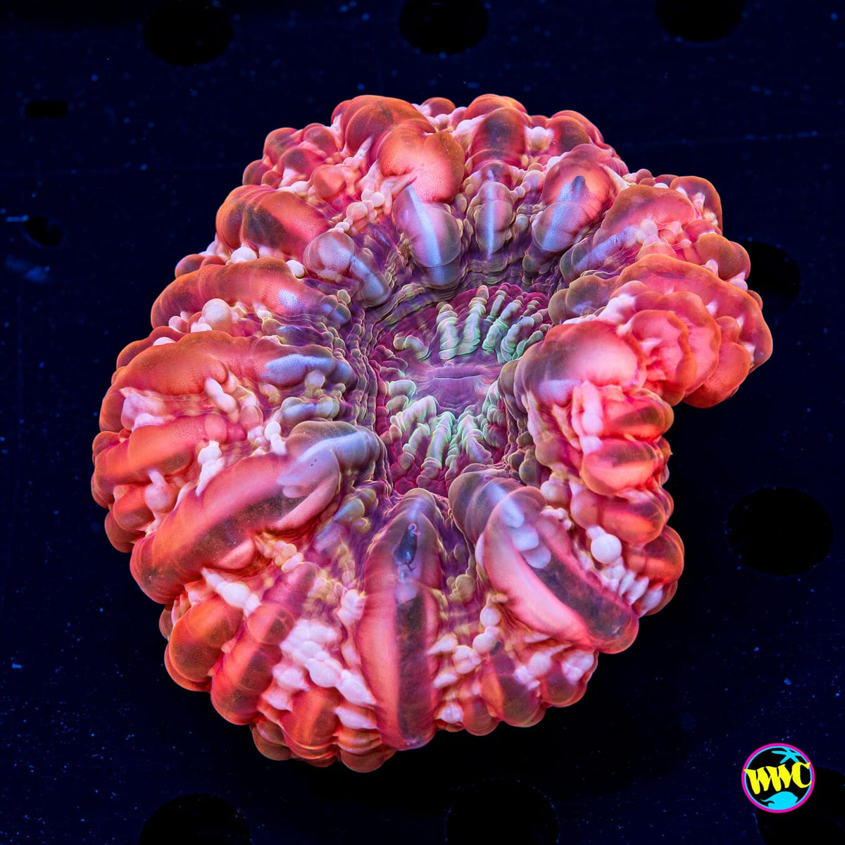 Peppermint Cynarina - Actinic Photo