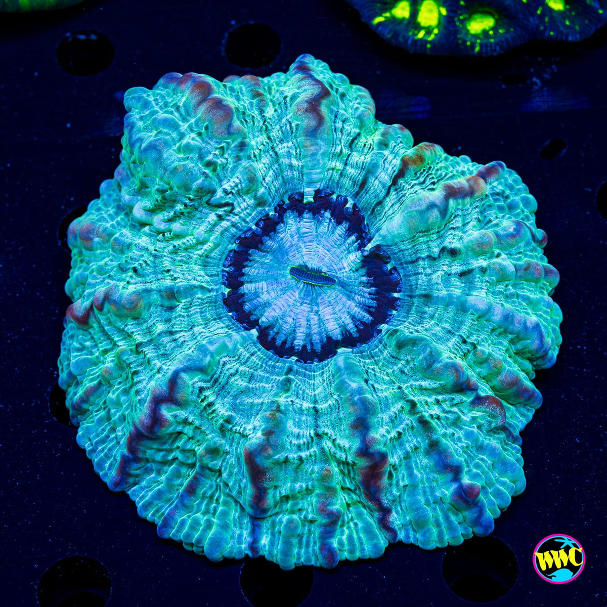 Tantalizing Teal Indophyllia - Actinic Photo