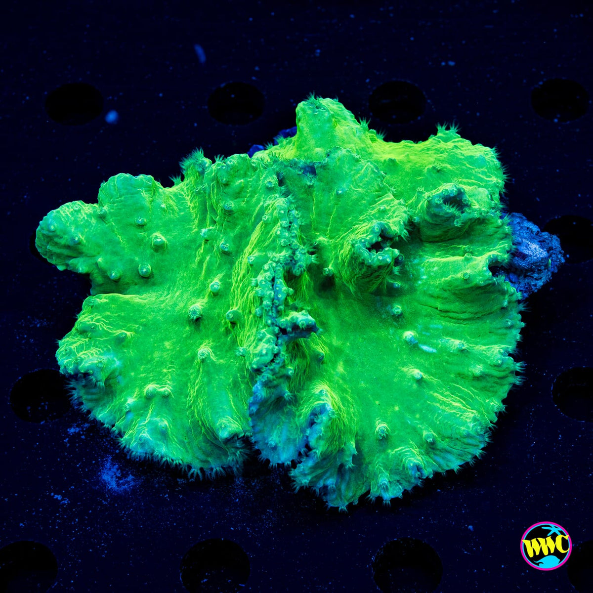 Neon Green Cabbage Leather - Actinic Photo