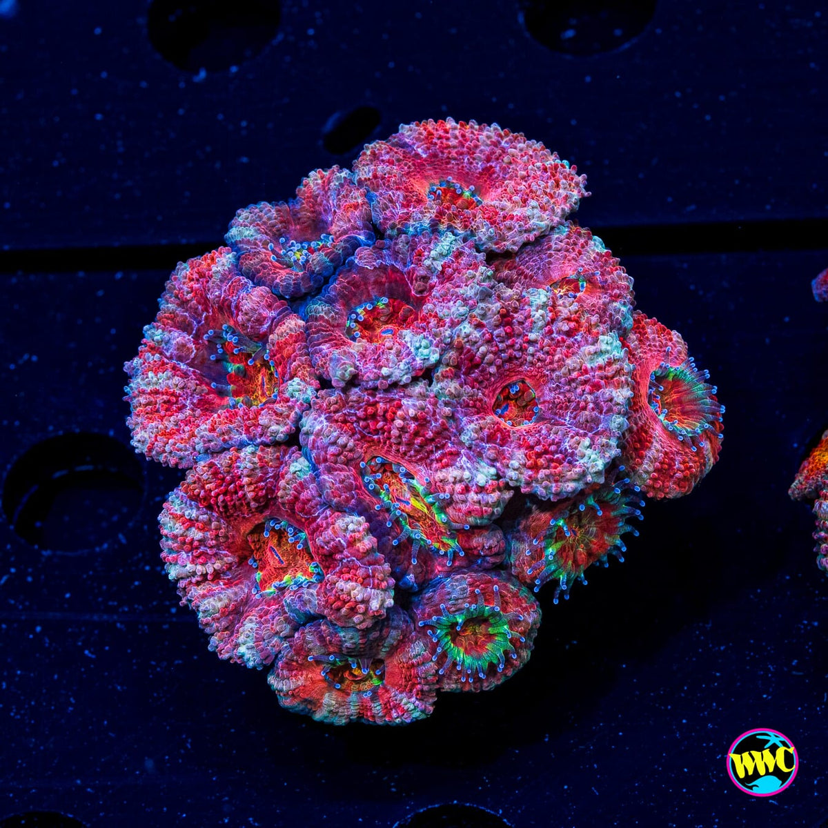 Carnaval Craze Aussie Lord - Actinic Photo