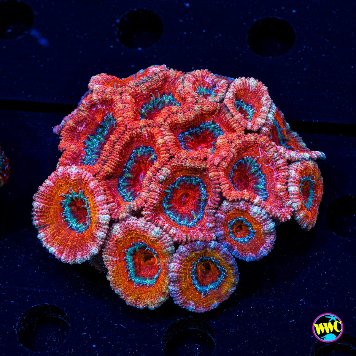 Fireball Aussie Lord - Actinic Photo