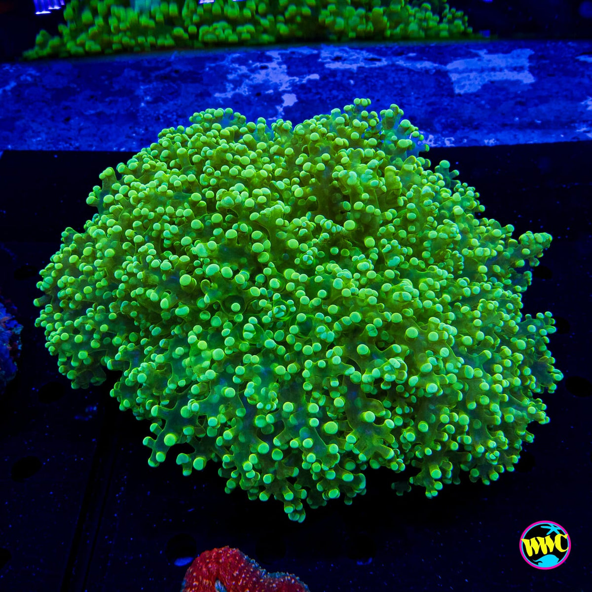 Nuclear Burst Frogspawn - Actinic Photo