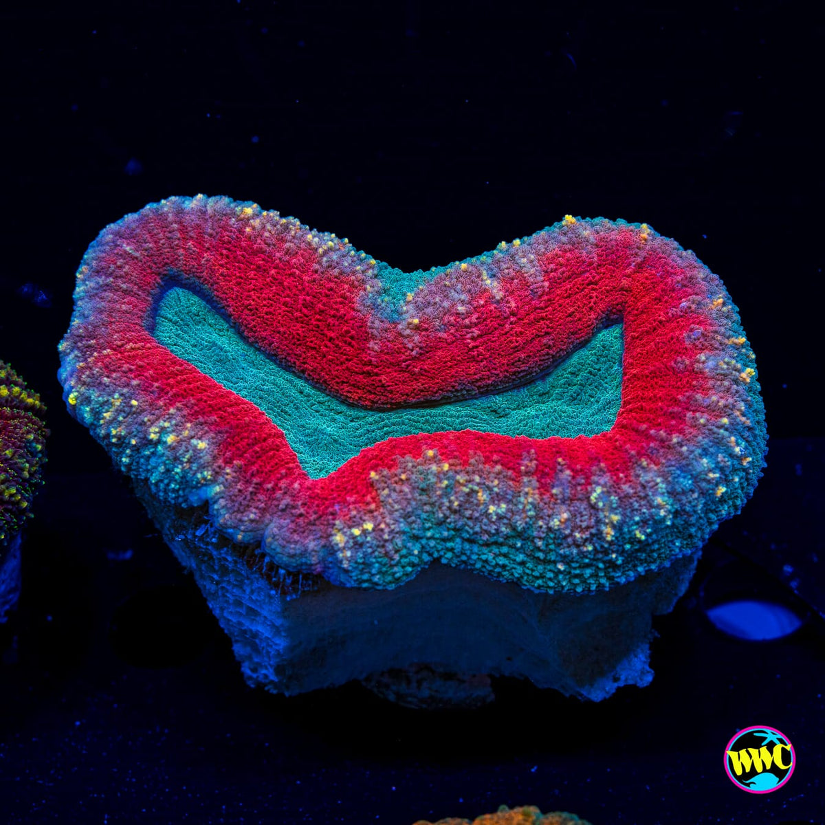 Stars and Stripes Lobophyllia - Actinic Photo