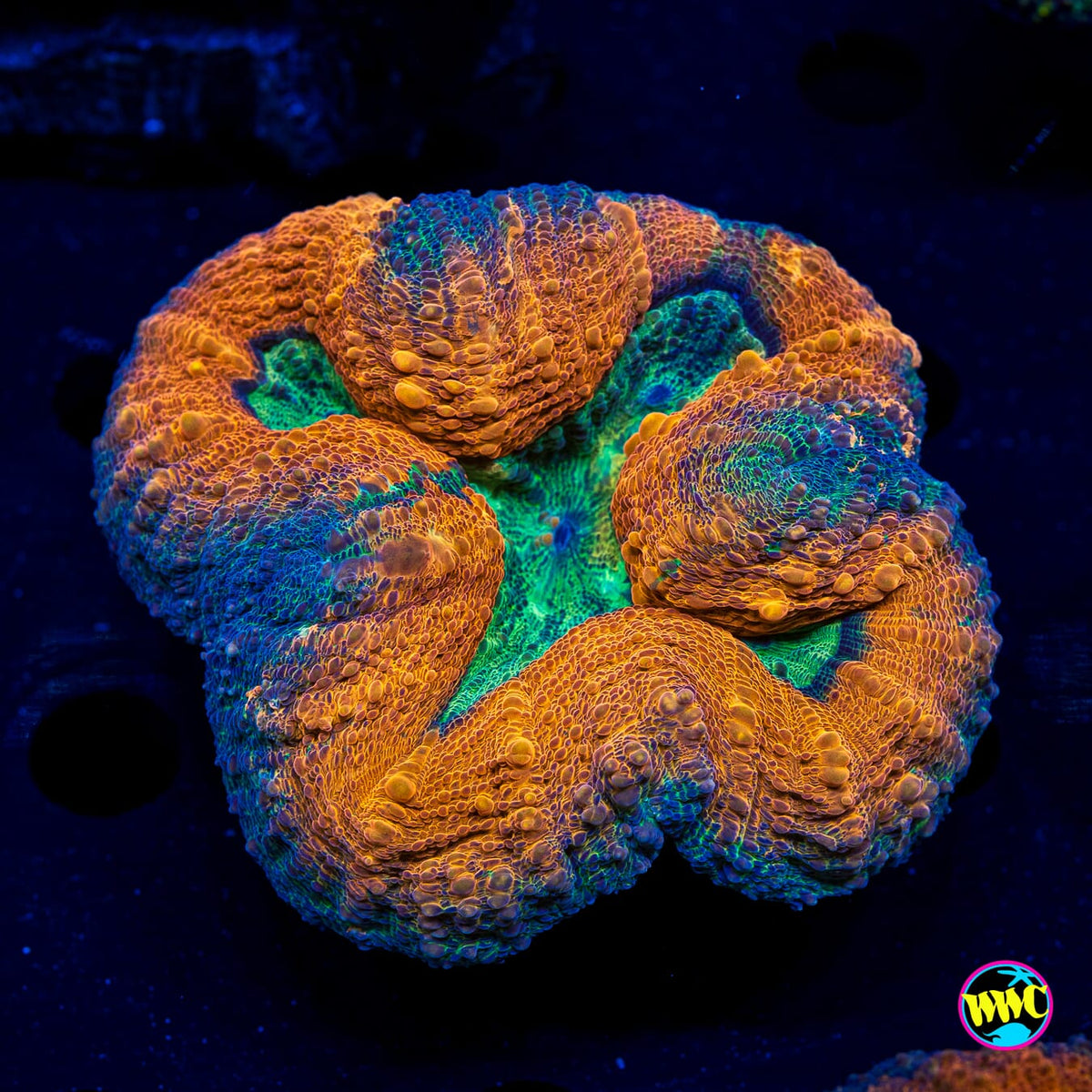 Orangeade Lobophyllia - Actinic Photo