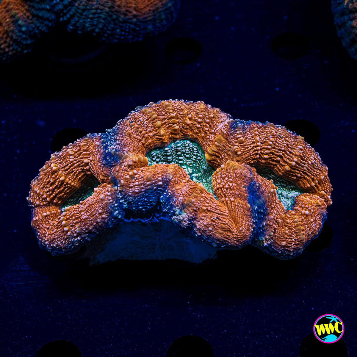 Orange Creamsicle Lobophyllia - Actinic Photo
