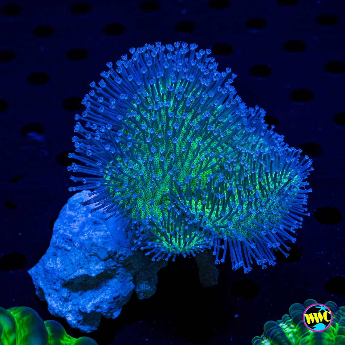 Blue Polyp Toadstool Leather - Actinic Photo