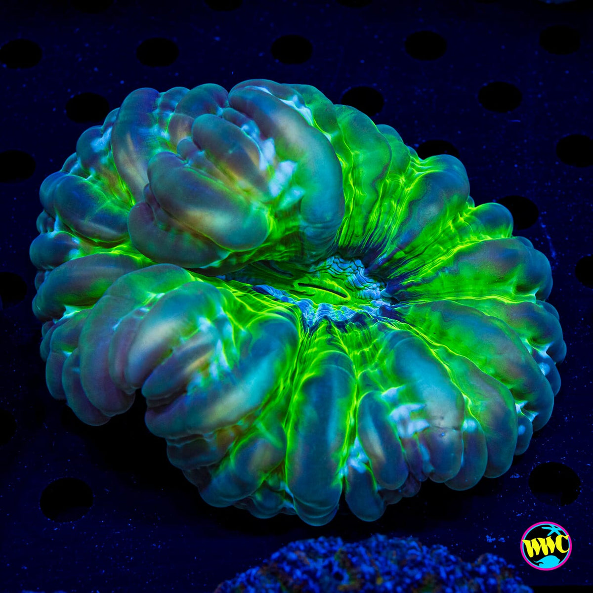 Blown Glass Cynarina - Actinic Photo