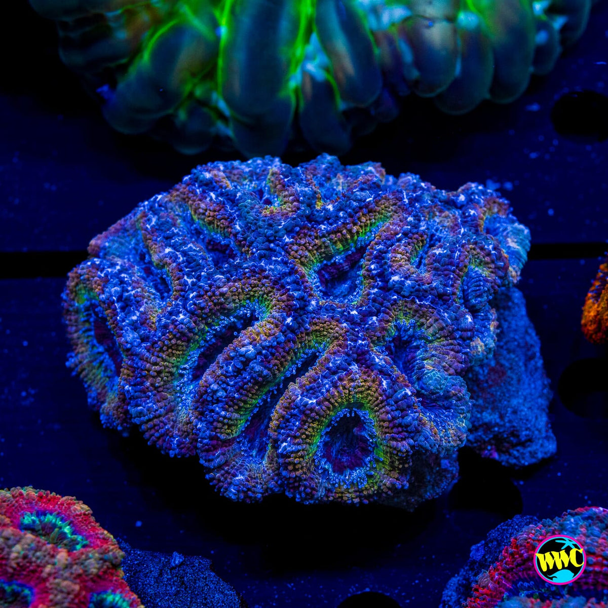 Desert Storm Aussie Lord - Actinic Photo
