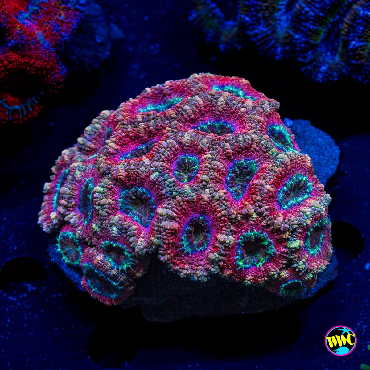 Carnaval Craze Aussie Lord - Actinic Photo