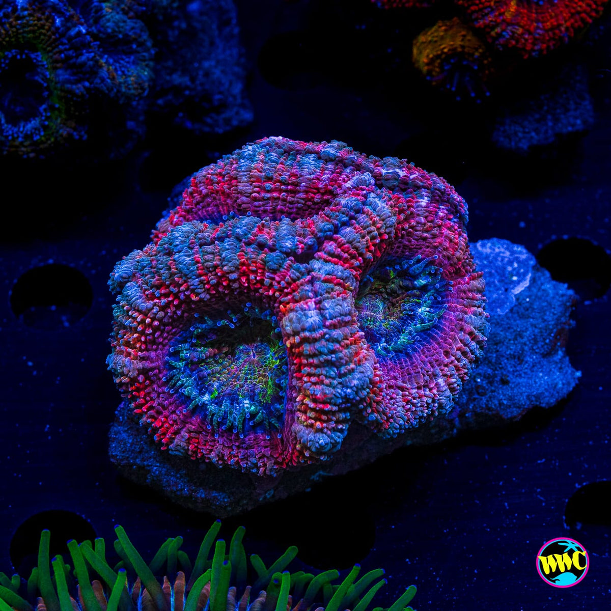 Cotton Candy Aussie Lord - Actinic Photo
