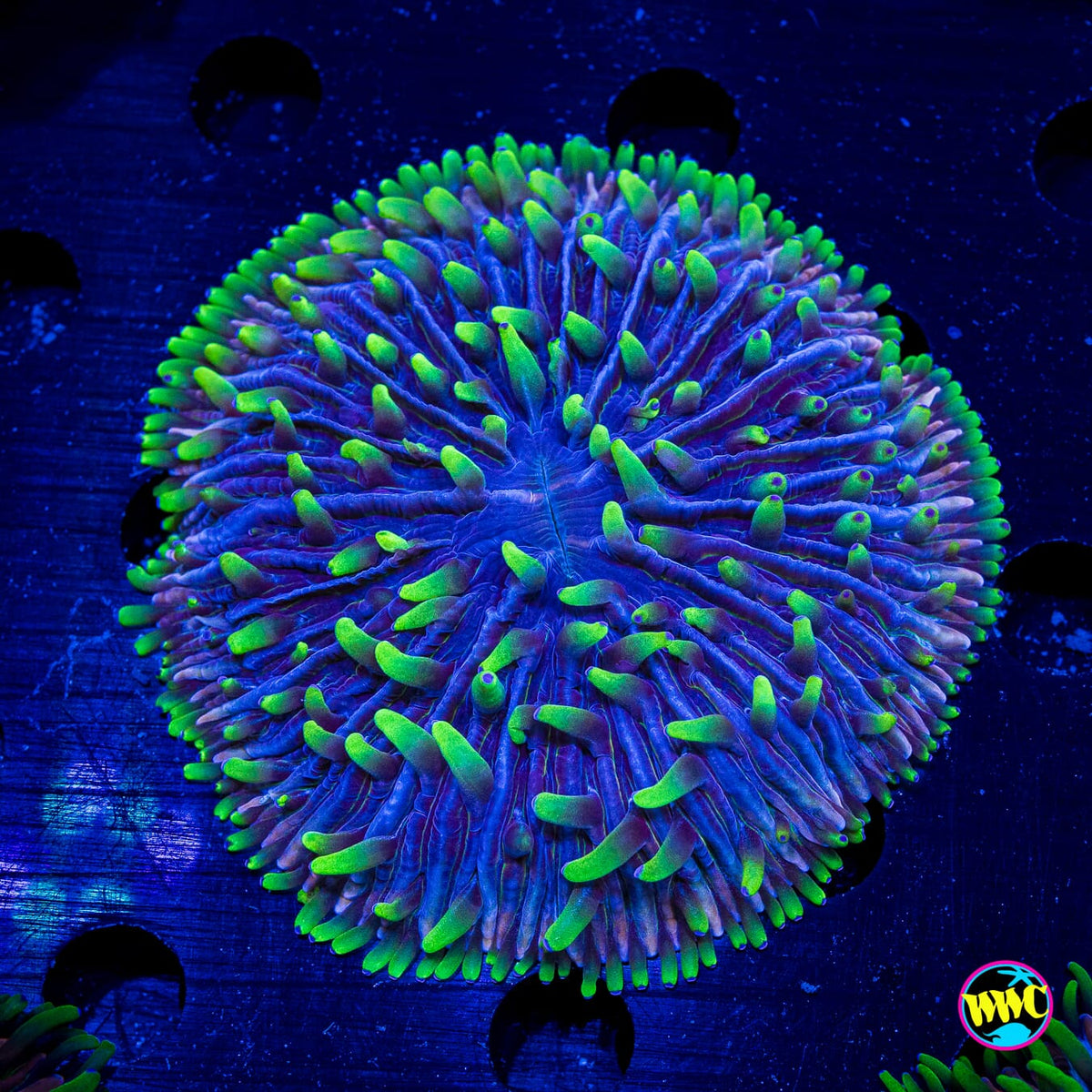 Purple Zebra Plate - Actinic Photo