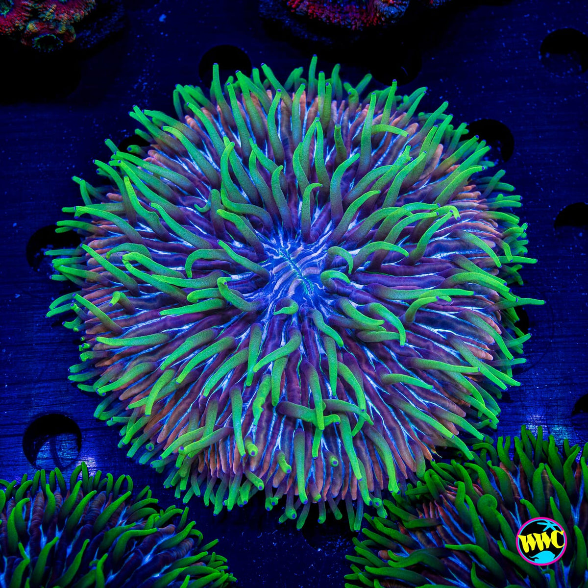 Purple Zebra Plate - Actinic Photo