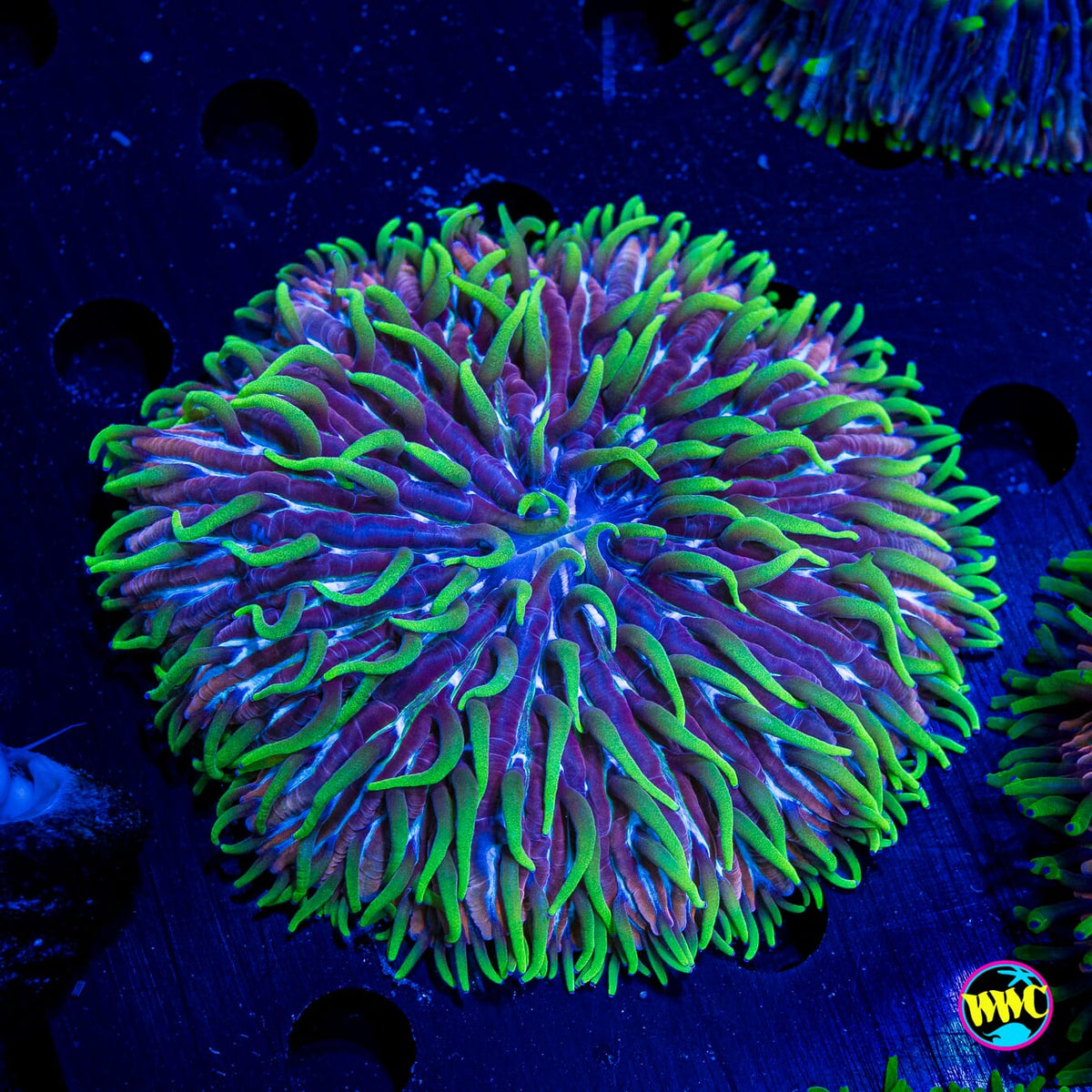 Purple Zebra Plate - Actinic Photo