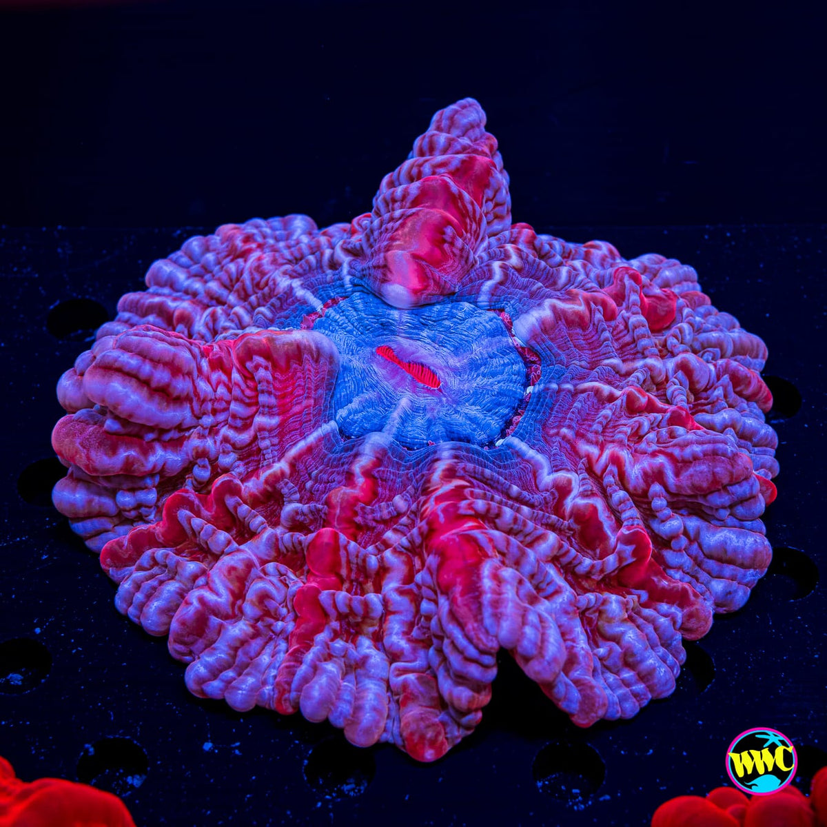 Pink Dreams Indophyllia - Actinic Photo