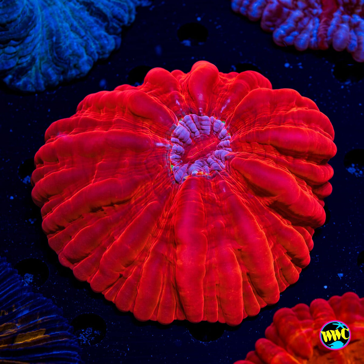 Red Ribbon Cynarina - Actinic Photo