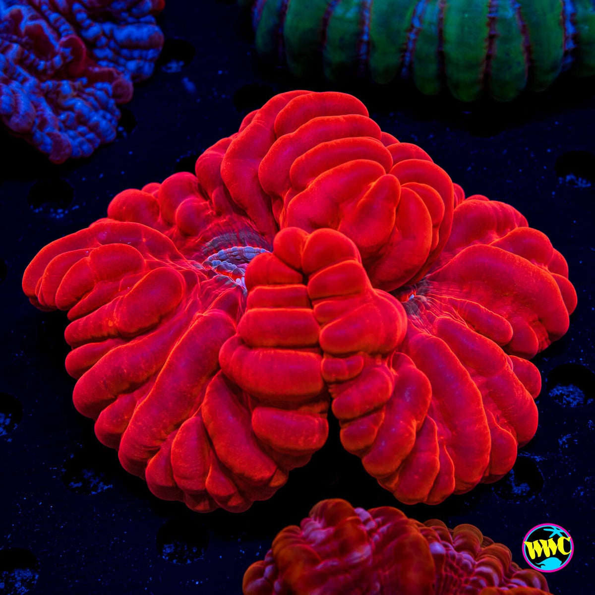 Scarlet Jewel Cynarina - Actinic Photo