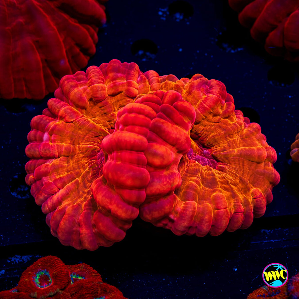 Fire Cloud Cynarina - Actinic Photo