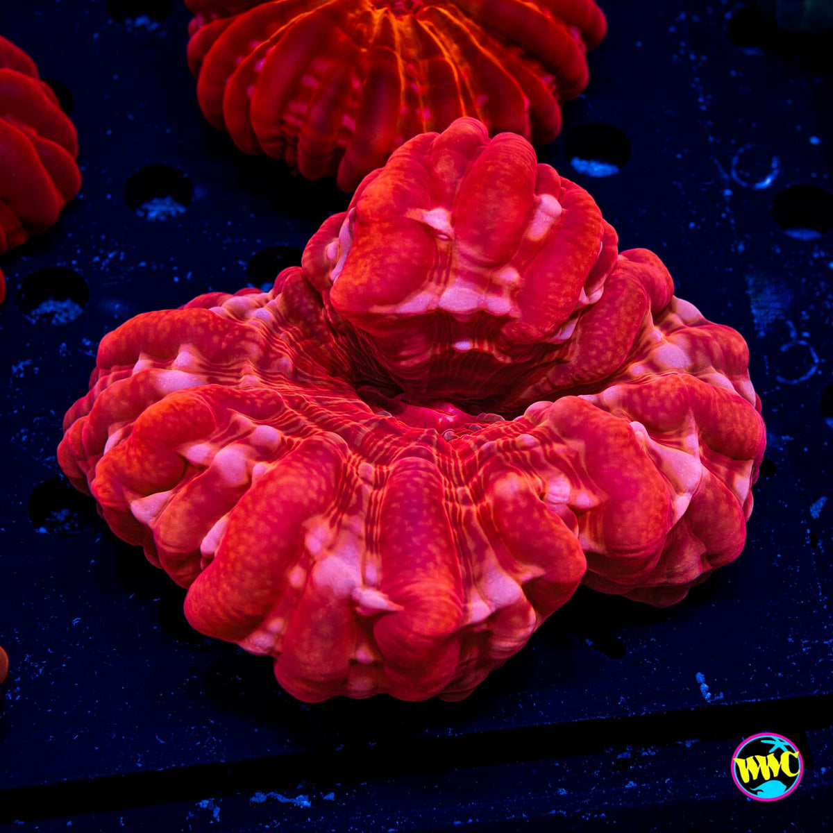 Chili Pepper Cynarina - Actinic Photo