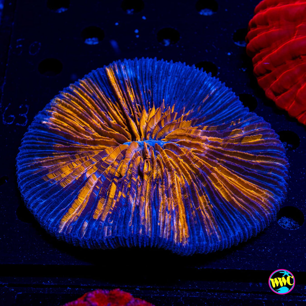Darkside Plate - Actinic Photo