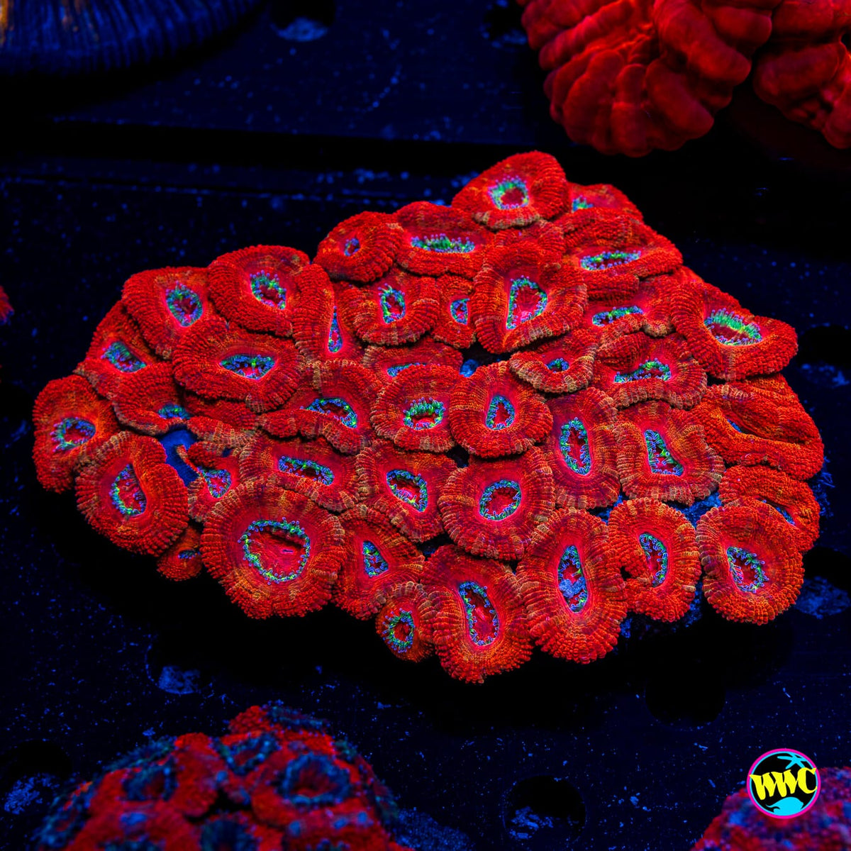 Big Red Aussie Lord - Actinic Photo