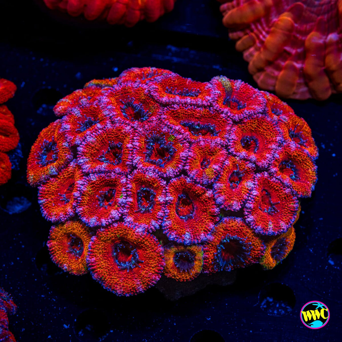 Tropical Vibes Aussie Lord - Actinic Photo