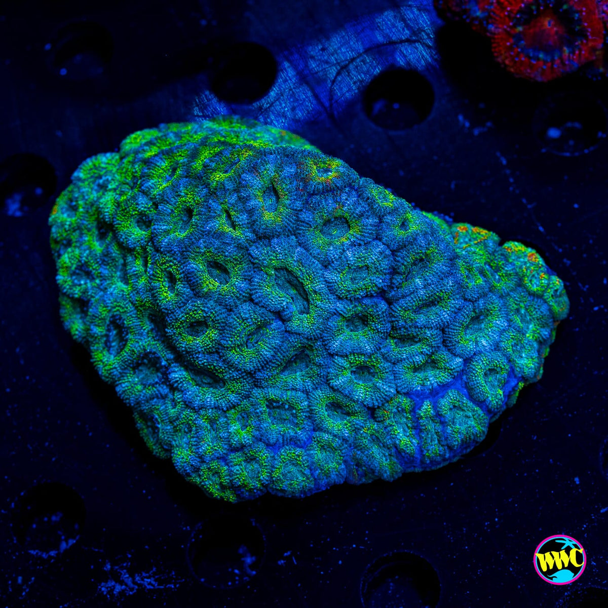WWC Citrus Nova Micromussa - Actinic Photo