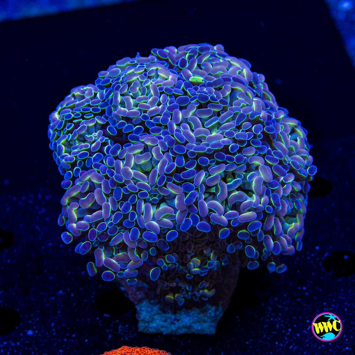 XL Hologram Branching Hammer - Actinic Photo