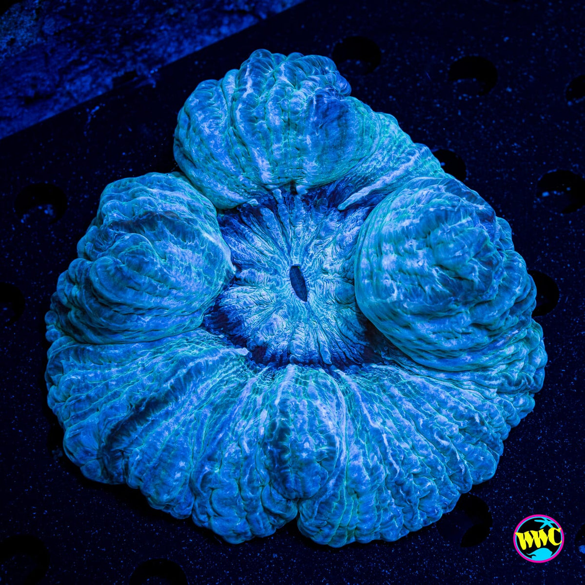 Snow Storm Indophyllia - Actinic Photo