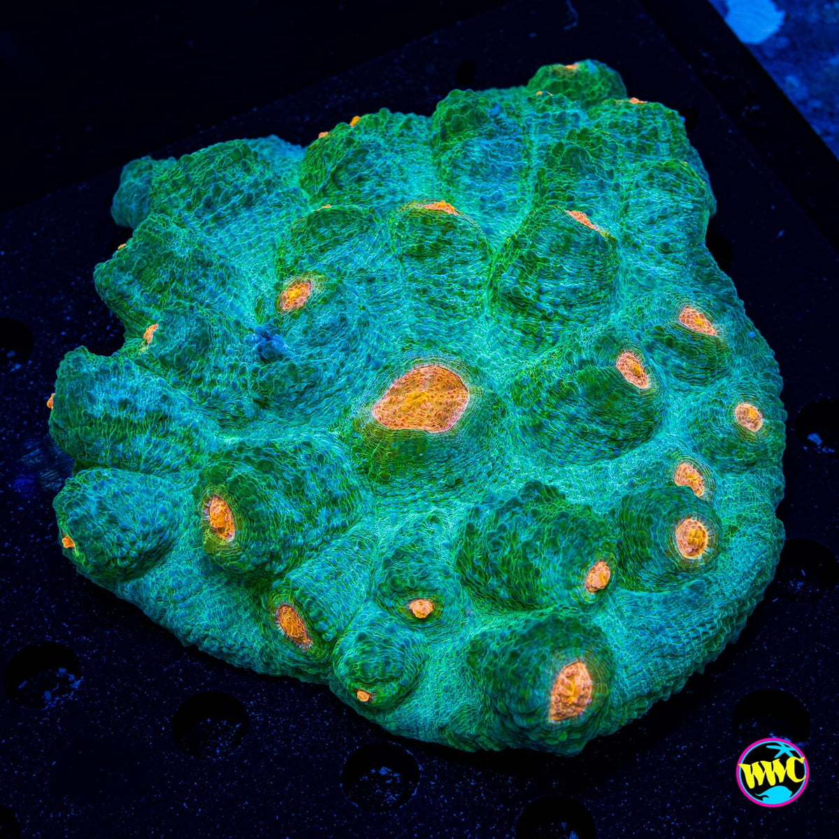 Jungle Jam Chalice - Actinic Photo