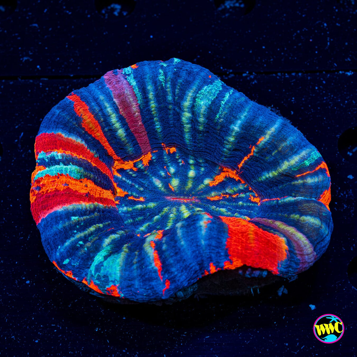 Frosty Warpaint Scolymia - Actinic Photo