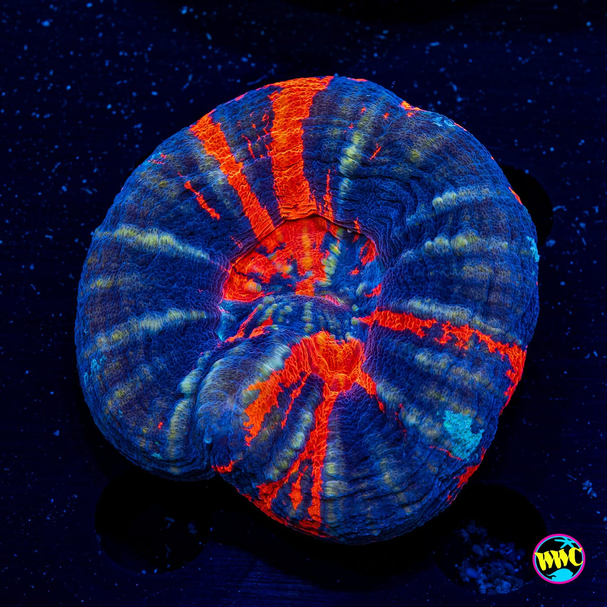 Warpaint Scolymia - Actinic Photo