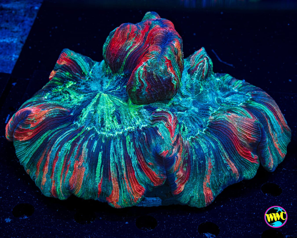 Arctic Explosion Trachyphyllia - Actinic Photo