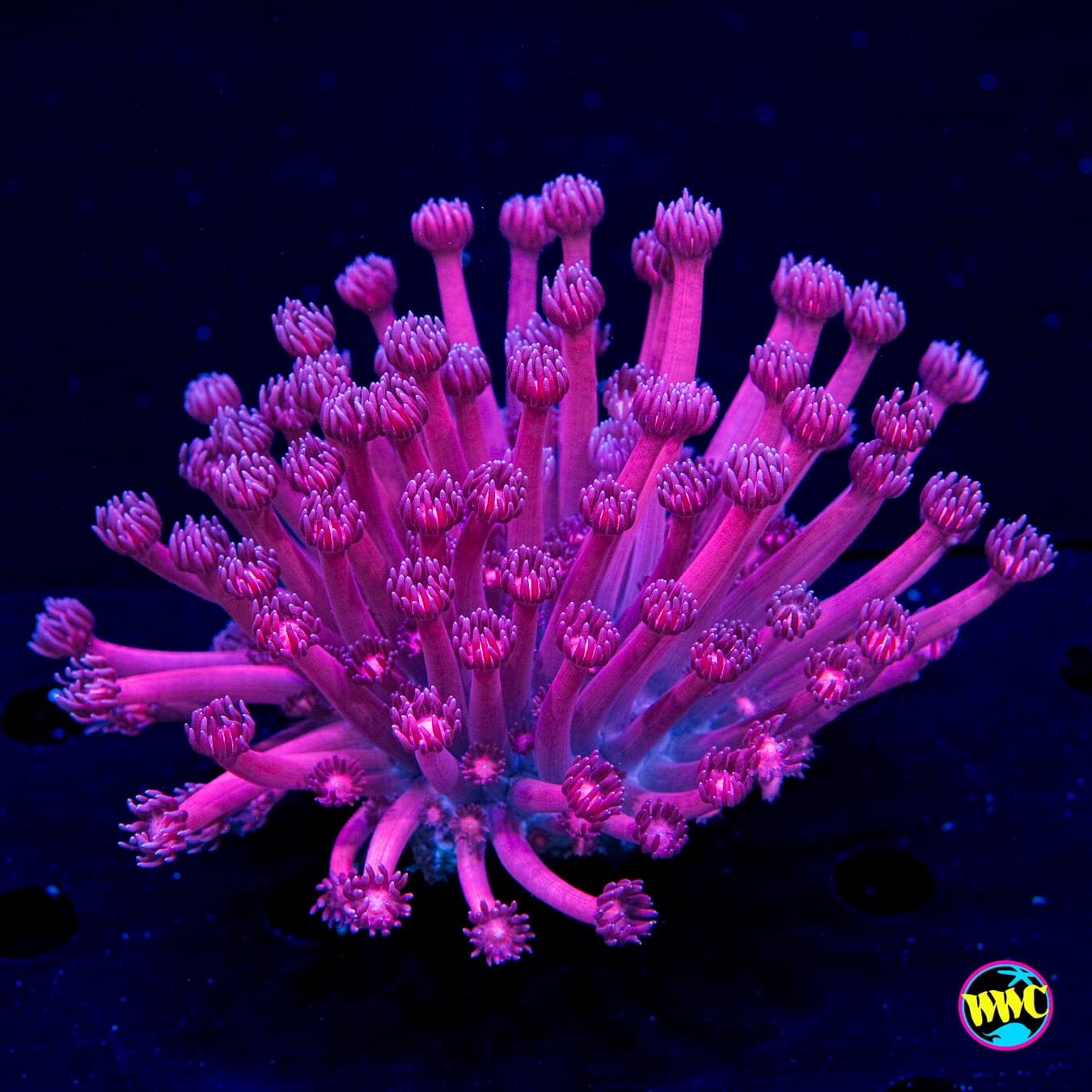 Cherry Delight Goniopora - Daylight Photo