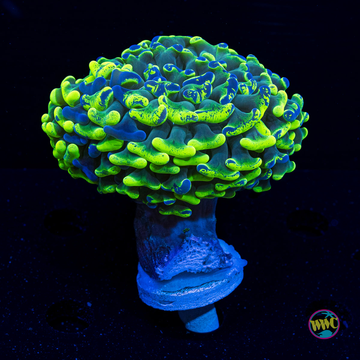 Ultra Neon Splatter Hammer