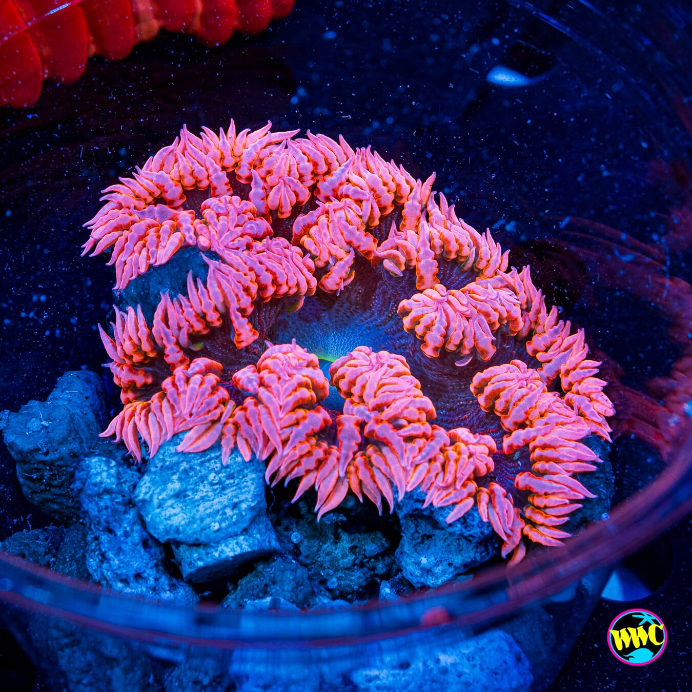 Pink Power Flower Anemone - Daylight Photo