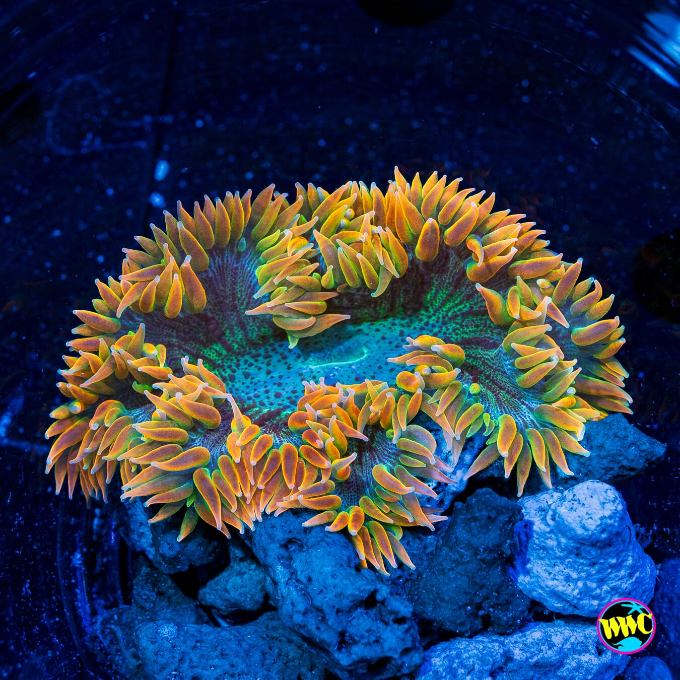 Tangerine Dream Flower Anemone - Daylight Photo
