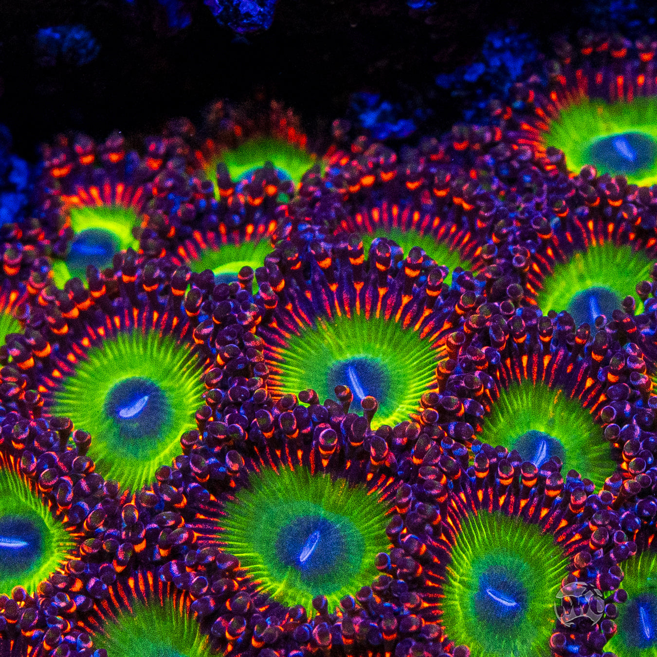Candy Apple Red Zoanthids