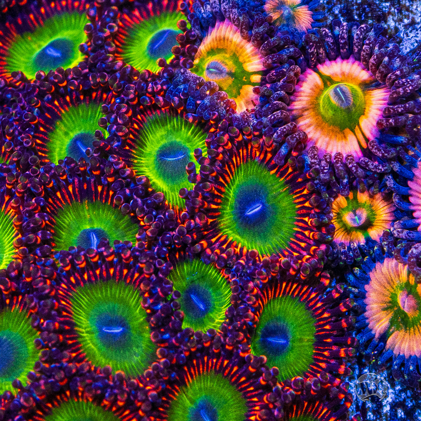 Candy Apple Red Zoanthids