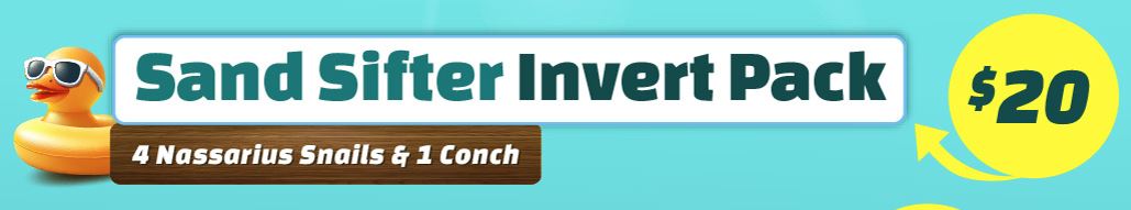 Sand Sifter Invert Pack - 4 Nassarius & 1 Conch