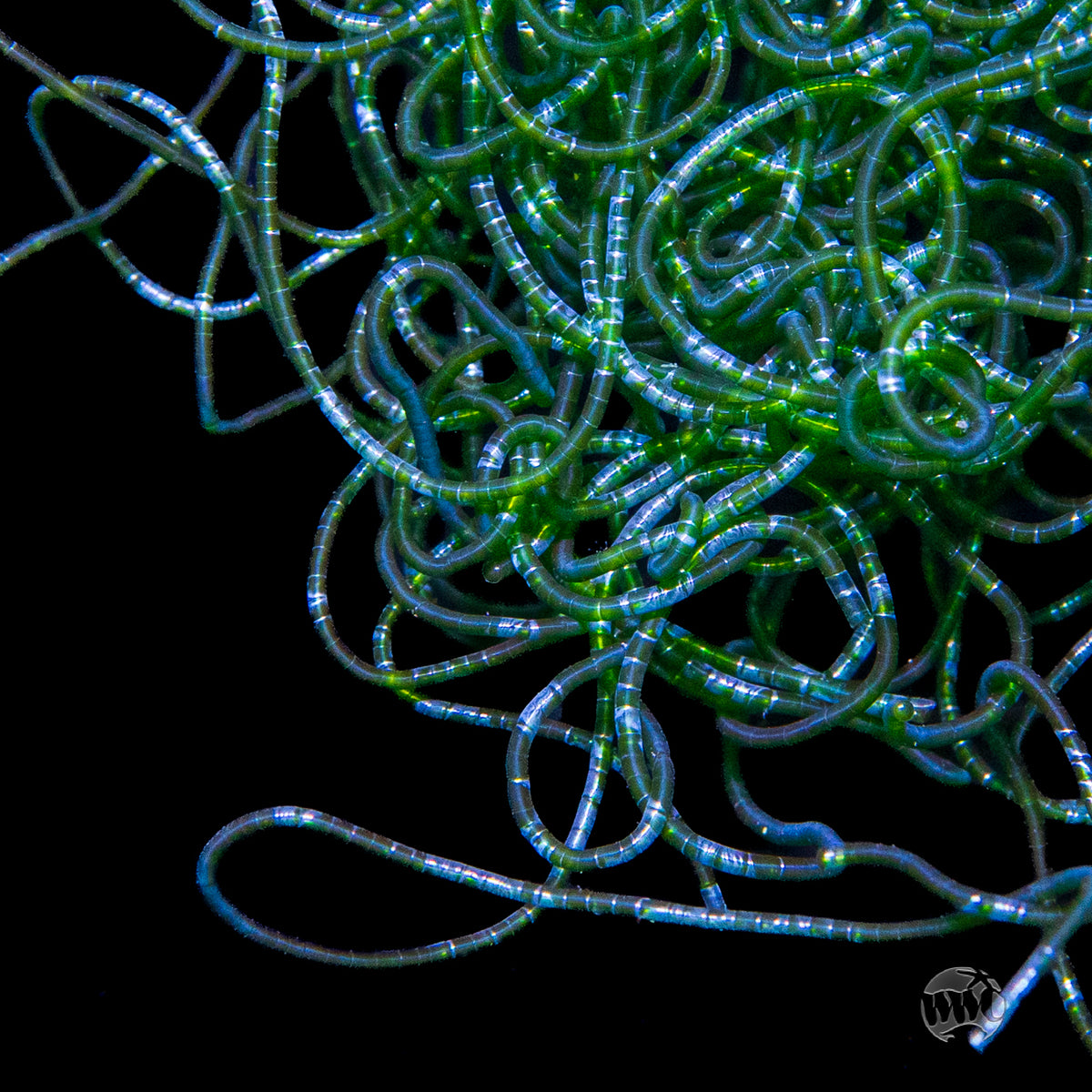 Chaetomorpha Algae