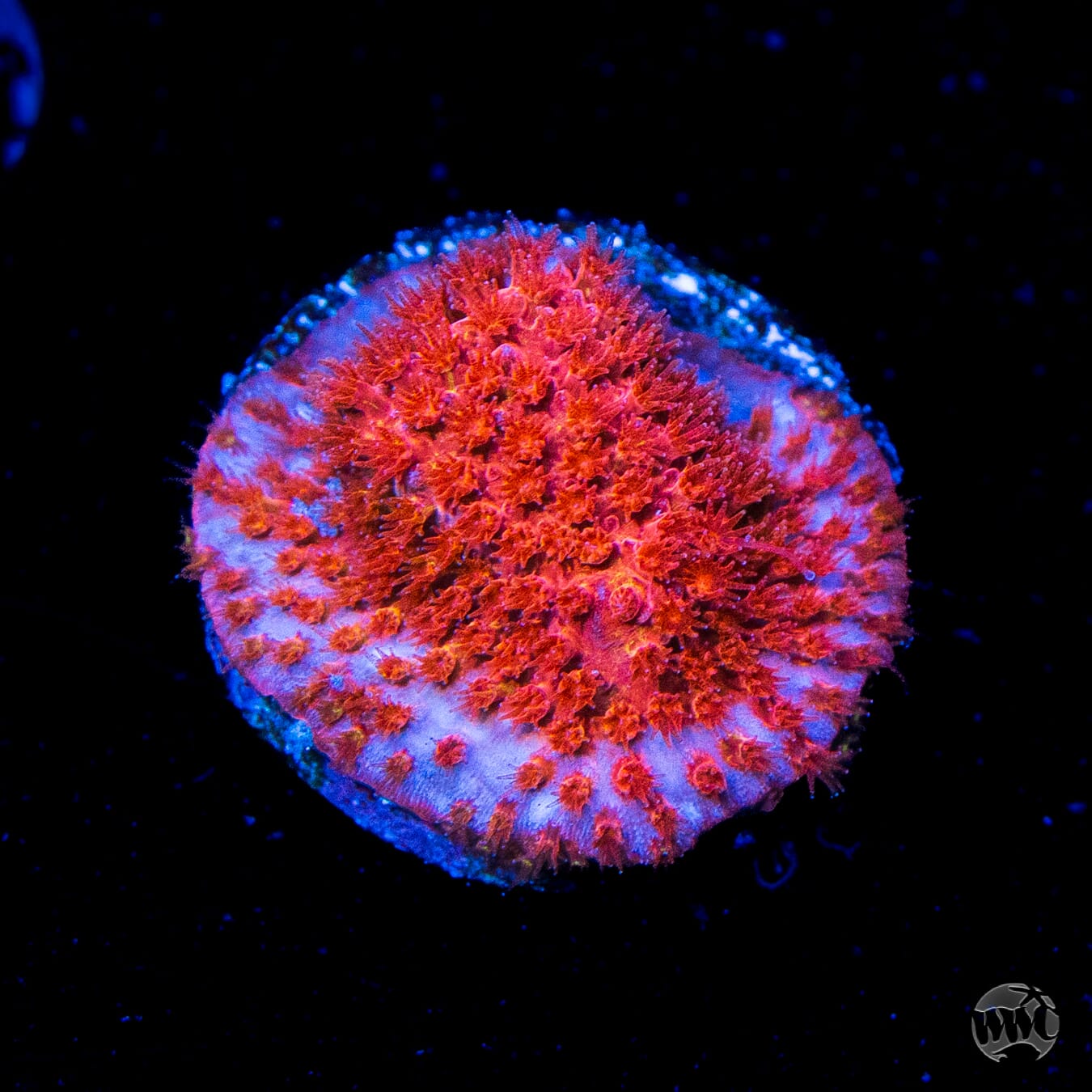 Crimson Stylocoeniella Coral